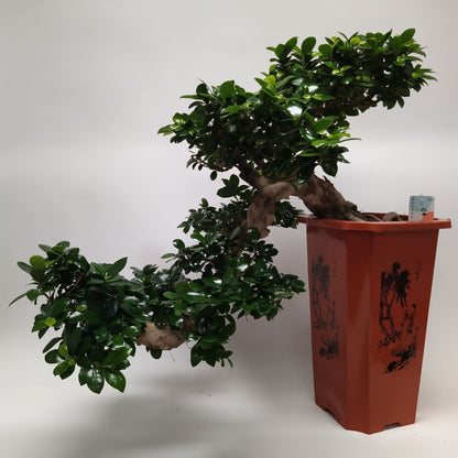 Ficus Ginseng Cascade Bonsai 30 cm