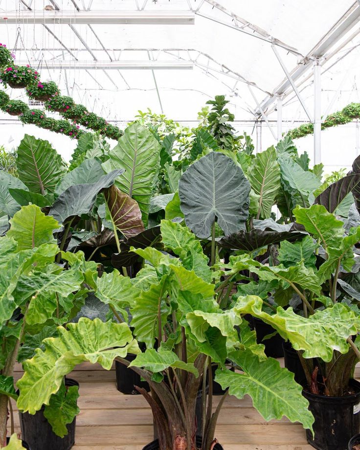 Alocasia low rider الوكاسيا