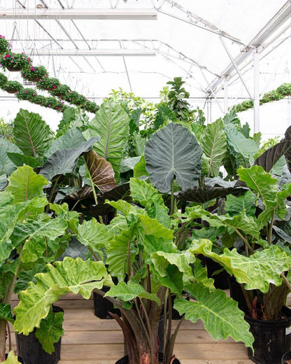 Alocasia low rider الوكاسيا