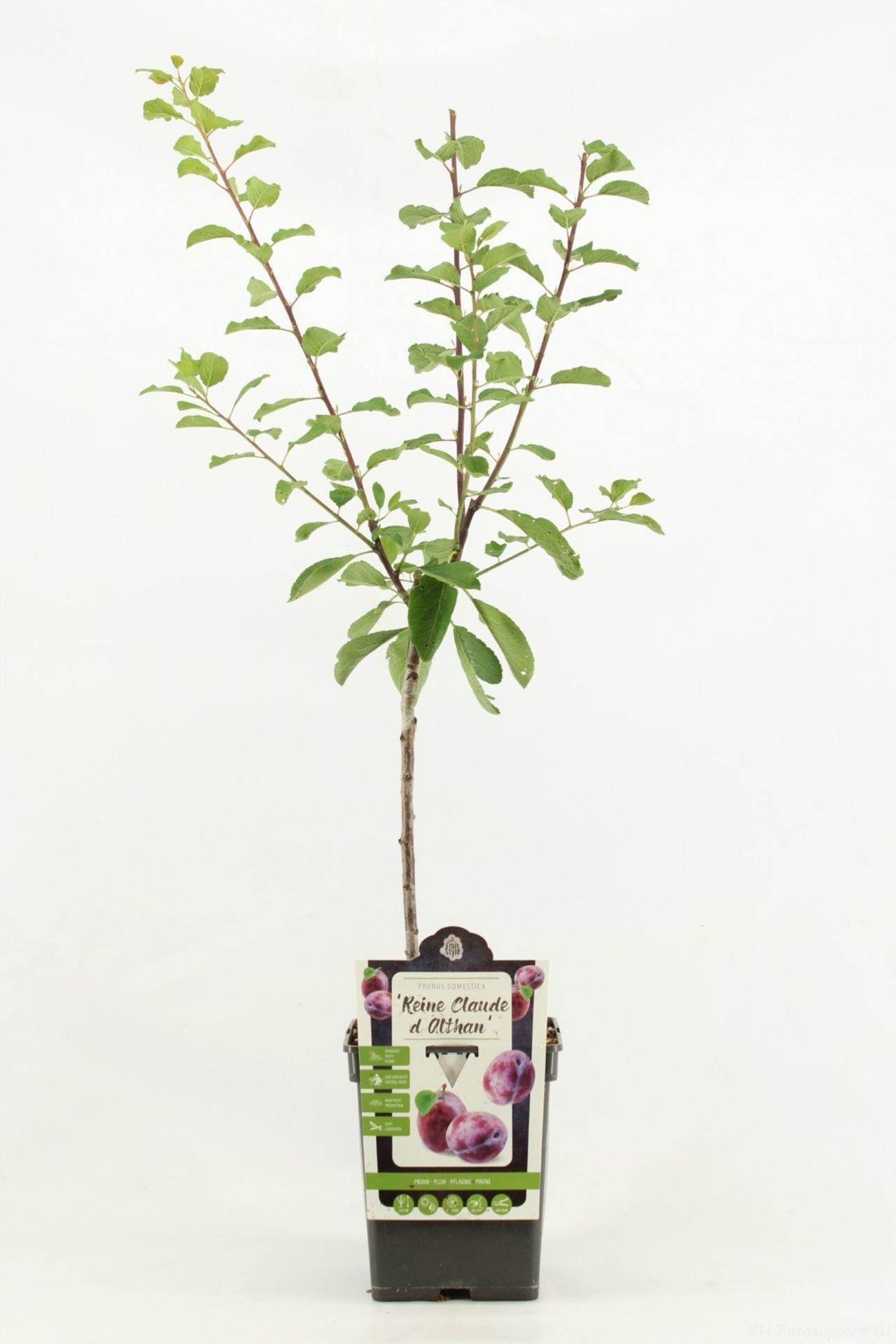 كوج البنفسجي الحلو