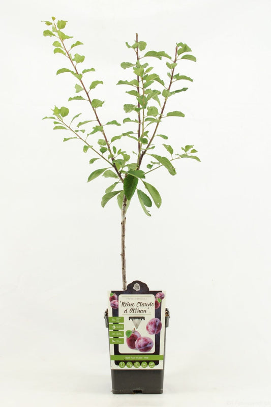 كوج البنفسجي الحلو