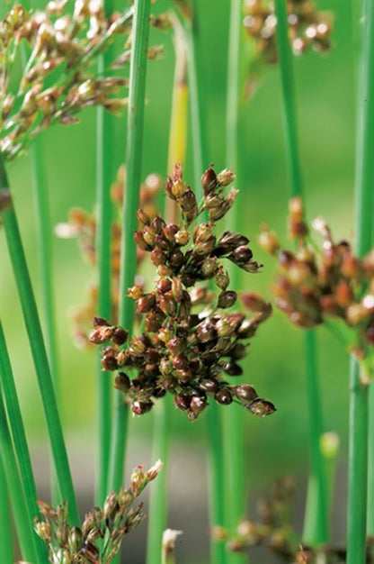 Juncus inflexus البامبو الياباني