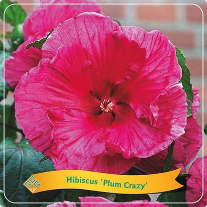 Hibiscus 'Plum Crazy' C5