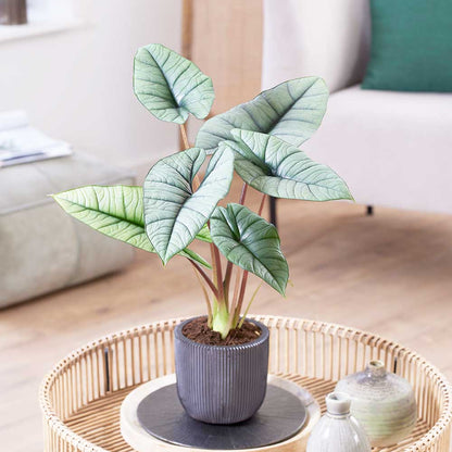 Alocasia plantinum 19 p