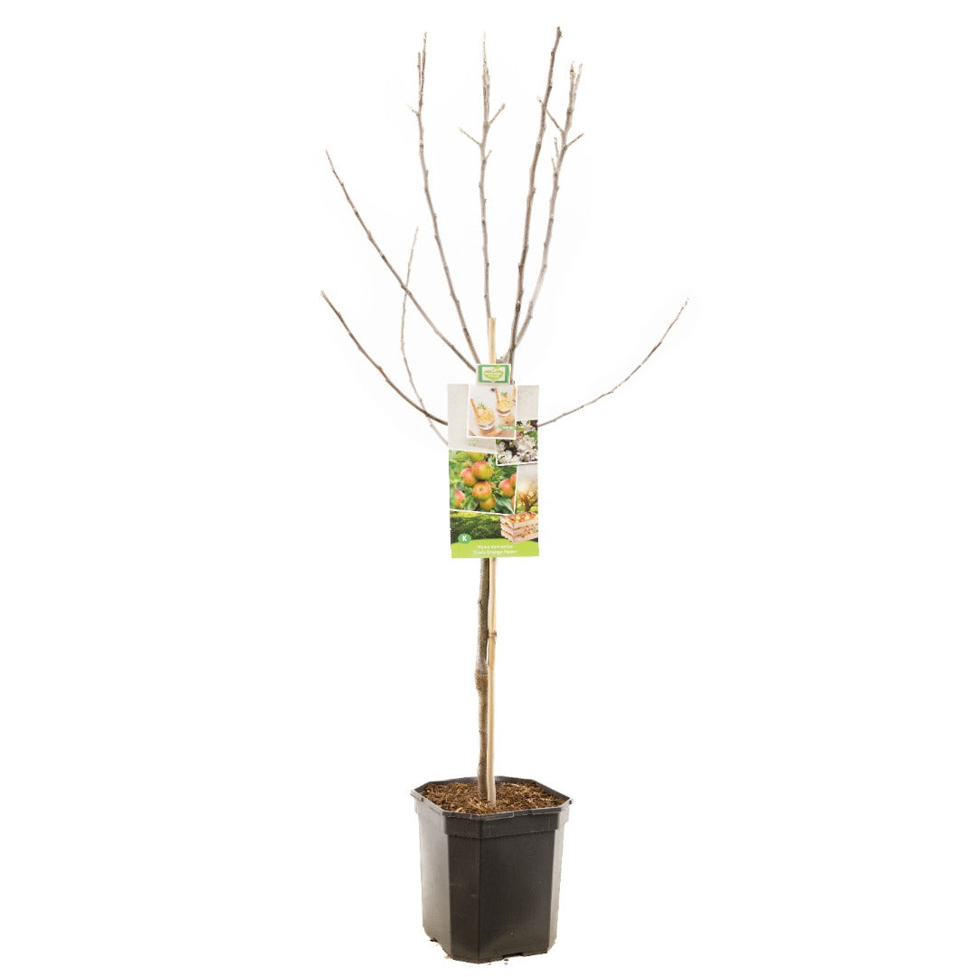 coxs orange تفاح البرتقال