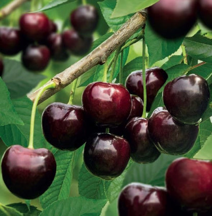 كرز كورديا العنابي