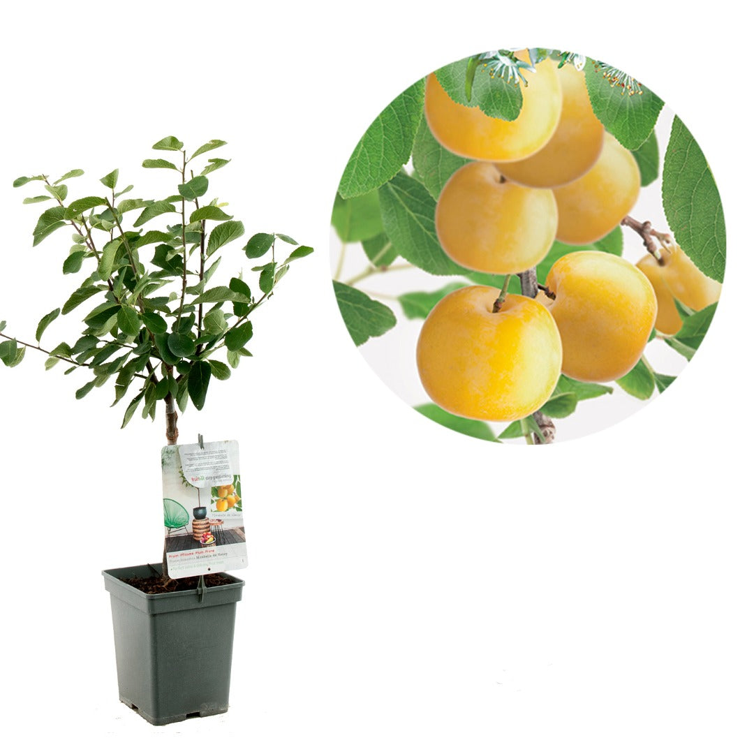 كوج اصفر صغير