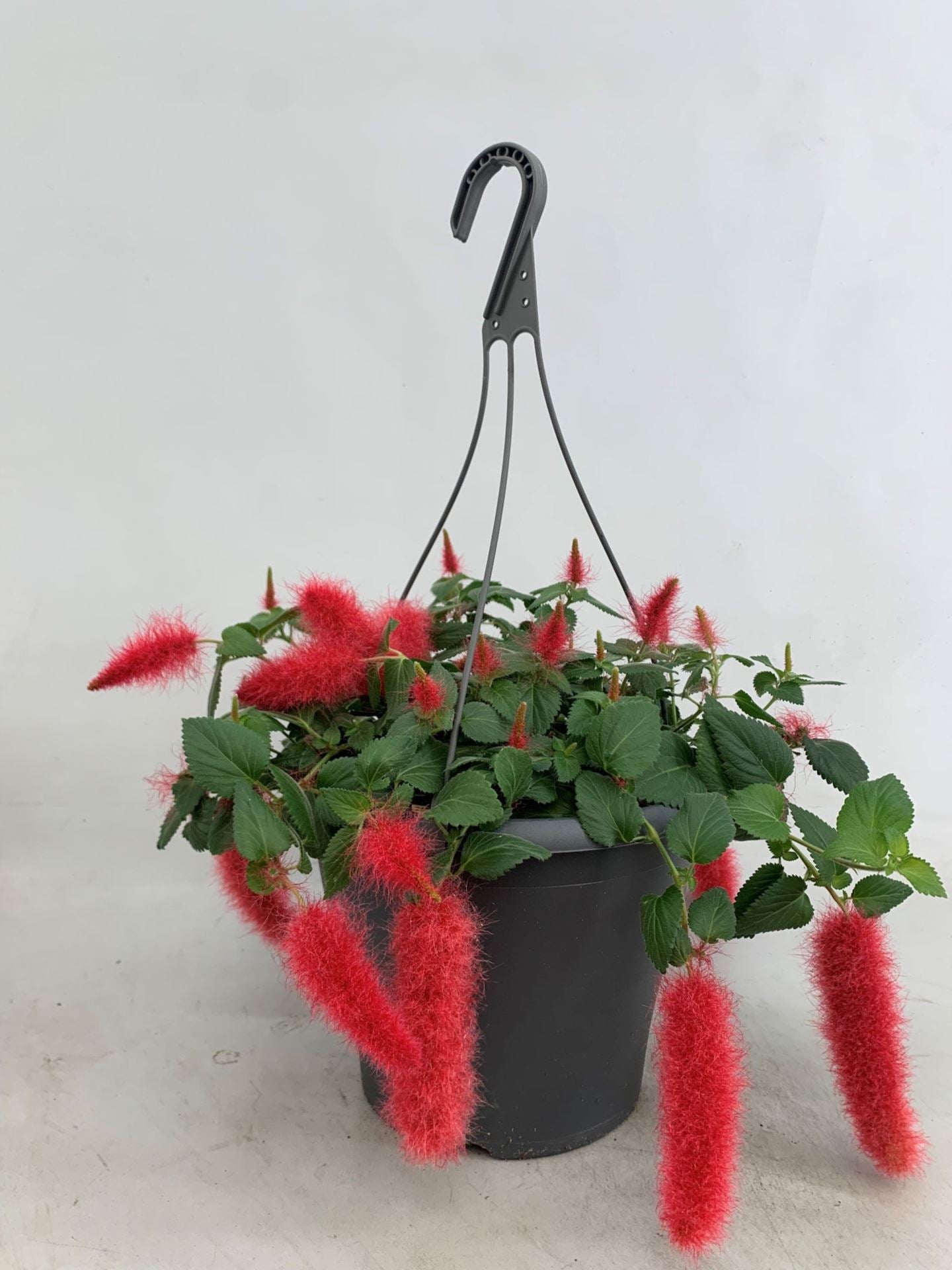 Acalypha Pendula نبات القط الاحمر