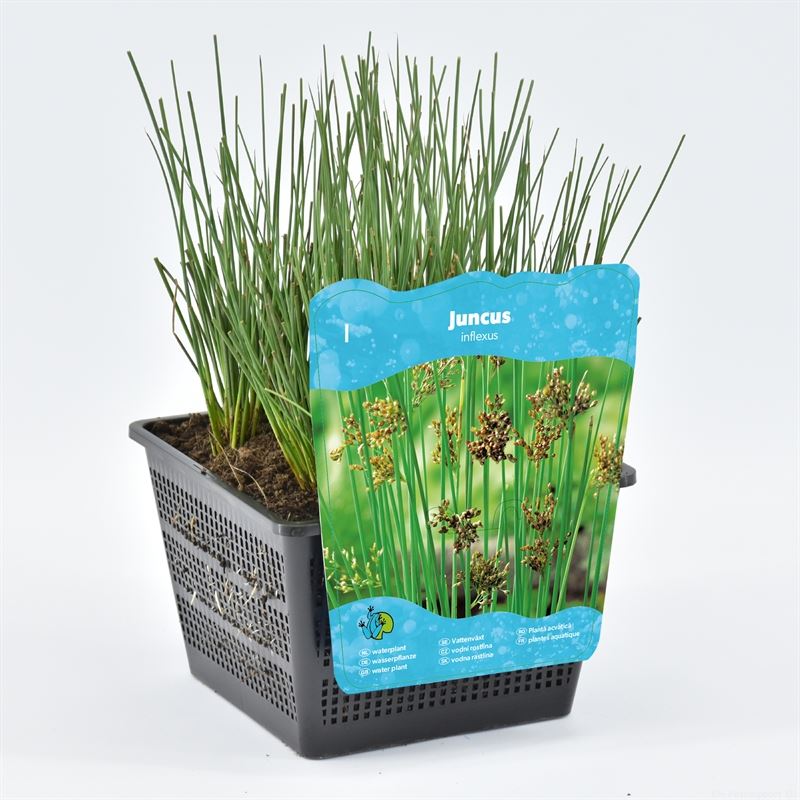 Juncus inflexus البامبو الياباني