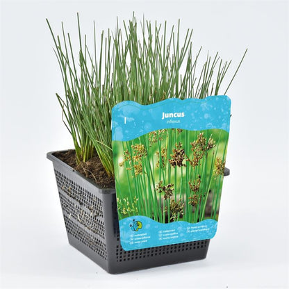 Juncus inflexus البامبو الياباني