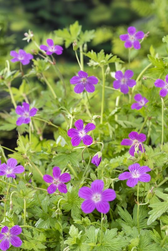 Geranium palustris نبات  العطرة