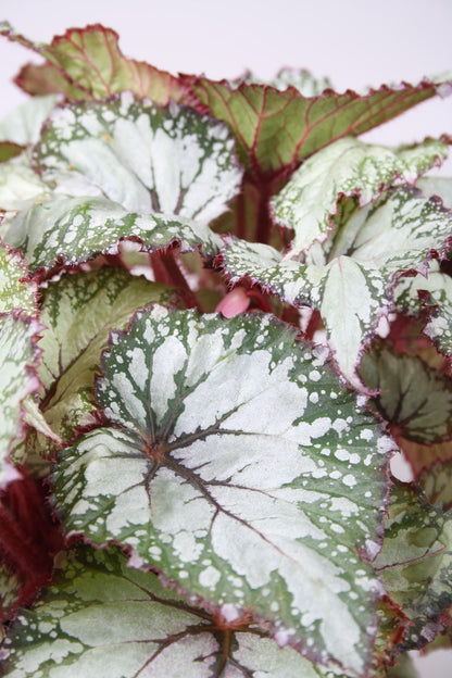 Begonia Beleaf Asian Tundra