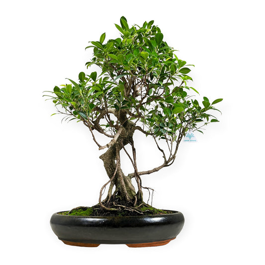 Bonsai, Ficus retusa, 29cm.,