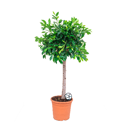 Ficus microcarpa Ficus micr. Nitida braided stam, فيكوس ميكروكاربا نيتيدا مع جذع مضفور