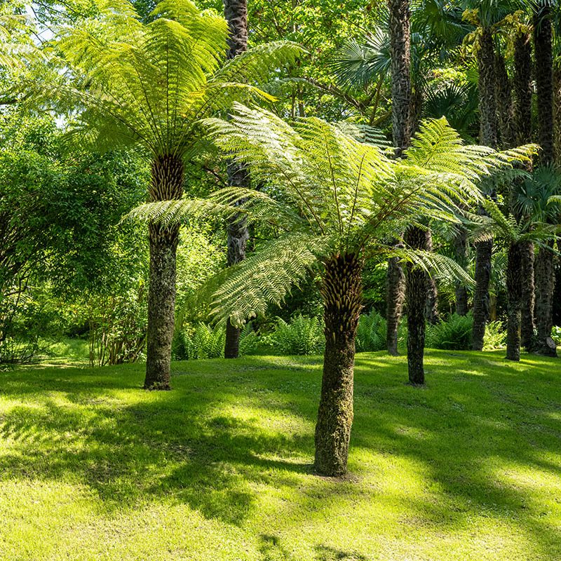 Dicksonia antarctica سرخس تسمانيا 