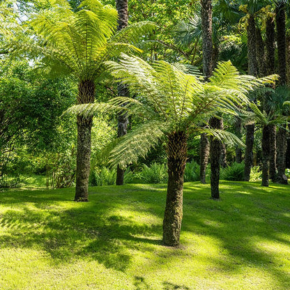 Dicksonia antarctica سرخس تسمانيا 