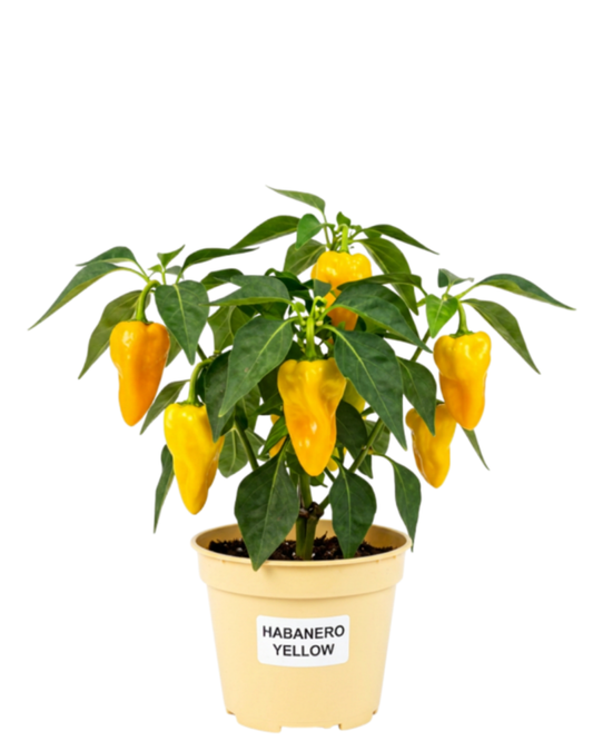 Habanero Yellow (الفلفل الهالبينيرو الأصفر