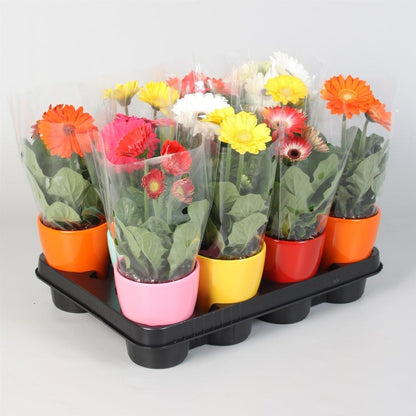 Gerbera جوربيرا