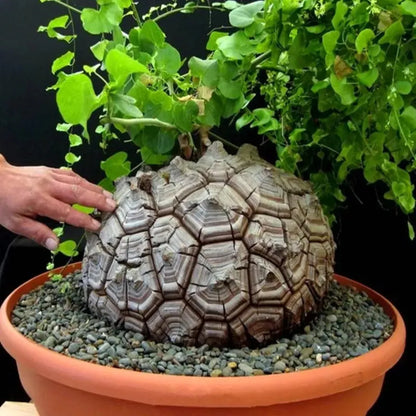 Dioscorea elephantipes رجل الفيل