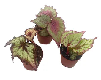Begonia leaves 1 cutting(s)/pot