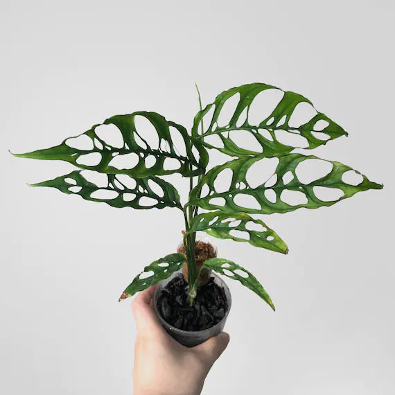 monstera obliqua مونستيرا أوبليكوا