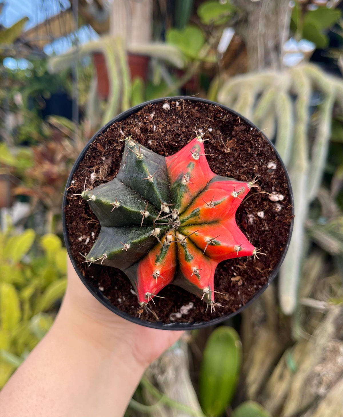Gymnocalycium miha. japan صبار