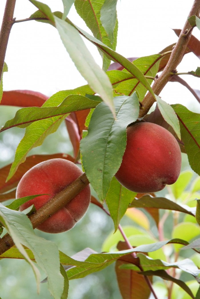 خوخ  persica peregrine