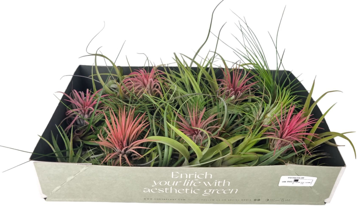 Tillandsia حبة وحدة حسب المتوفر