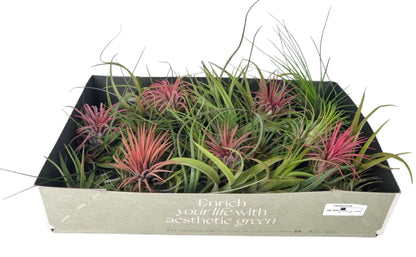 Tillandsia حبة وحدة حسب المتوفر