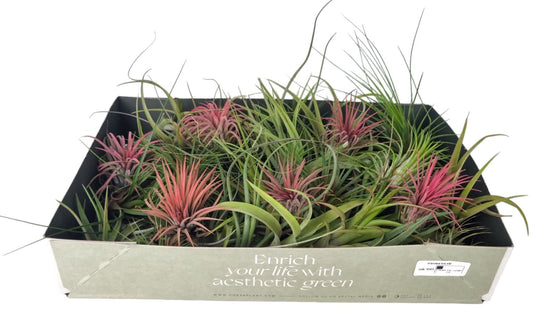 Tillandsia حبة وحدة حسب المتوفر