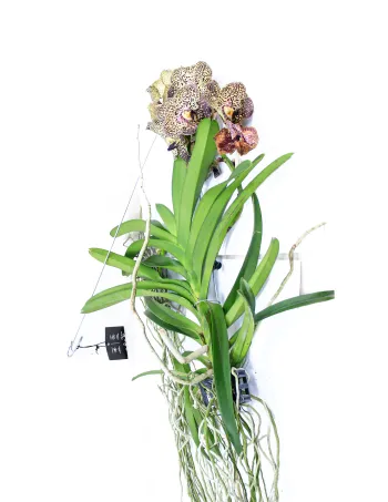 Vanda hybriden