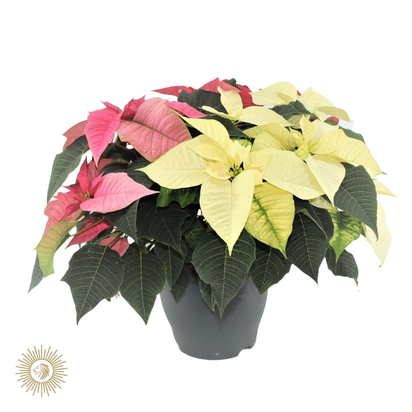Euphorbia p. carnaval