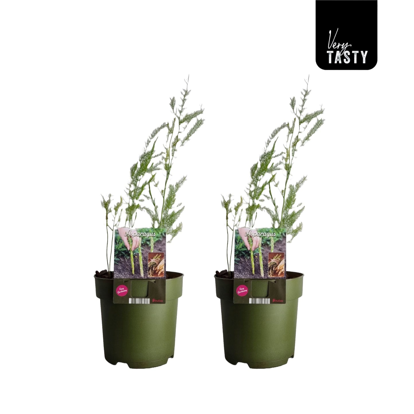 Asparagus big