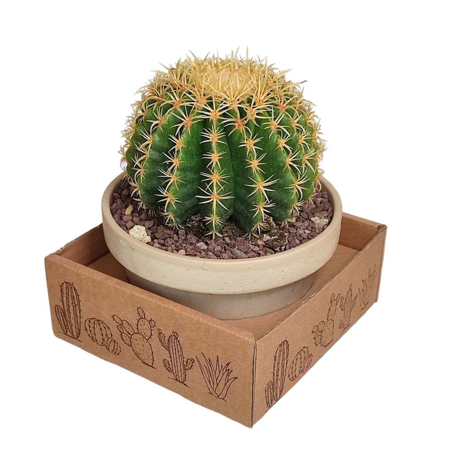 Echinocactus grusonii