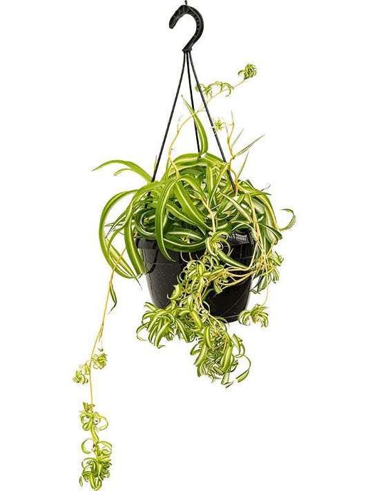 Chlorophytum com. bonnie نبات العنكبوت