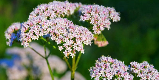 زهرة الناردين