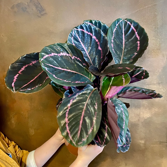 Calathea roseopicta dottie