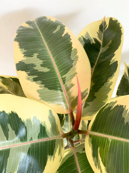 Ficus elastica tineke 27-100cm فيكوس إلاتيكا تاينك