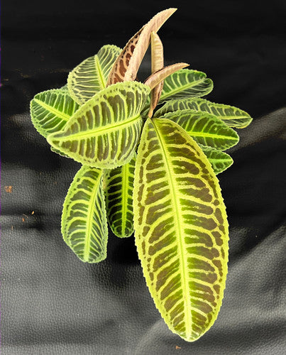 Labisia japonica