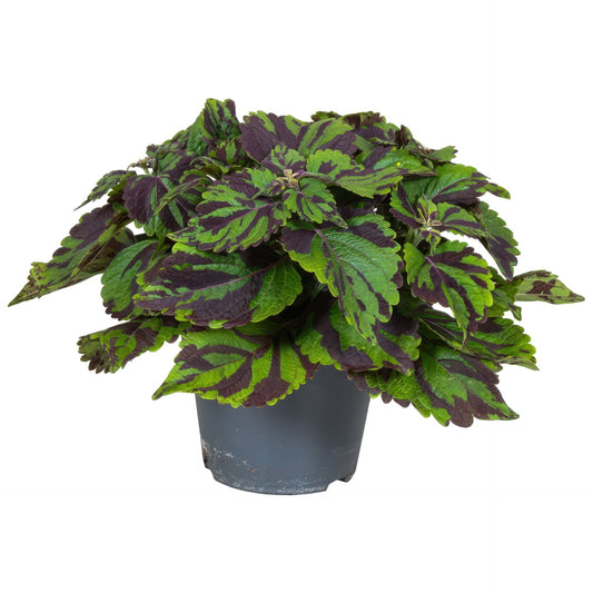 Pleioblastus chino 'Tsuboi'