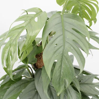 Epipremnum pinnatum