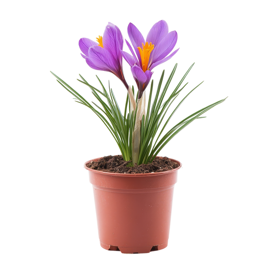 زعفران نبات