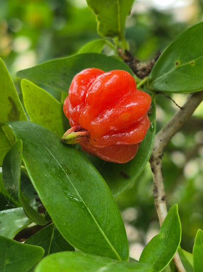 Pitanga كرز التفاحي