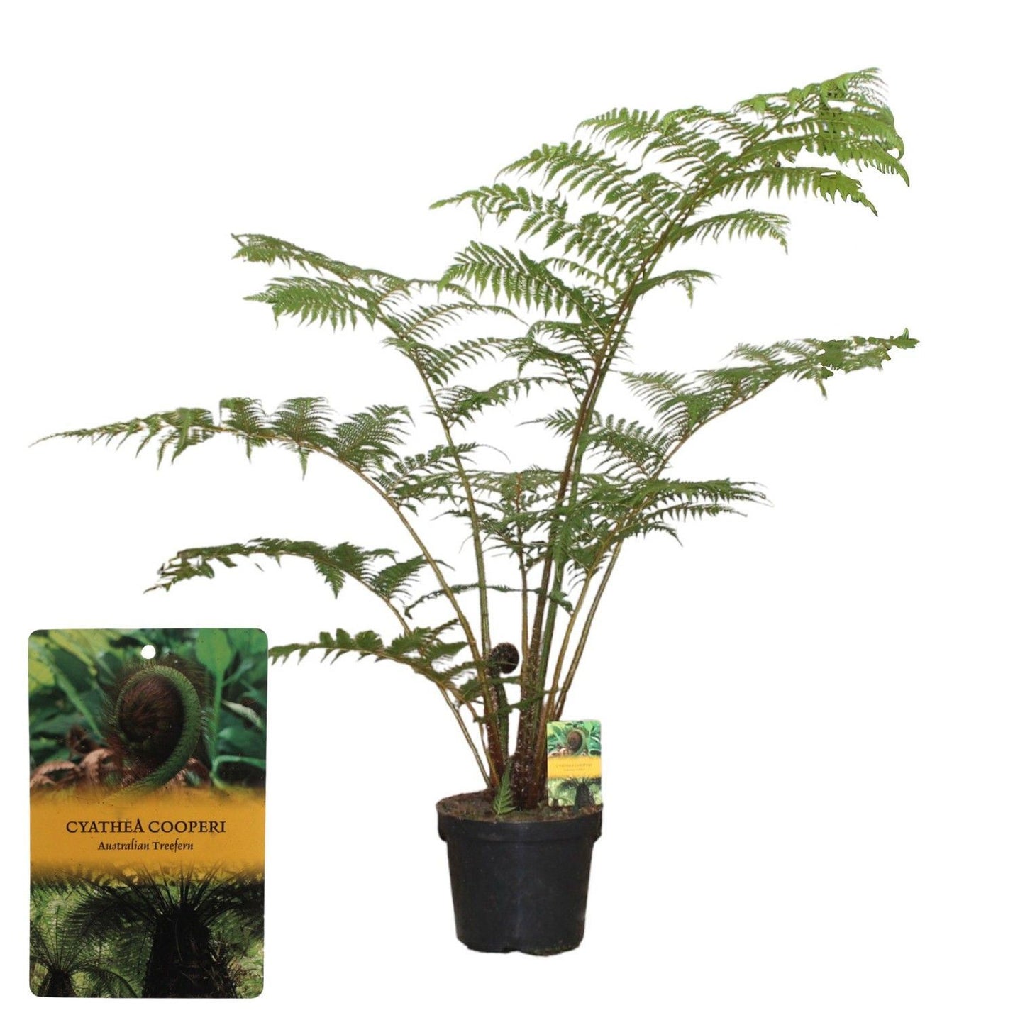 Cyathea cooperii**