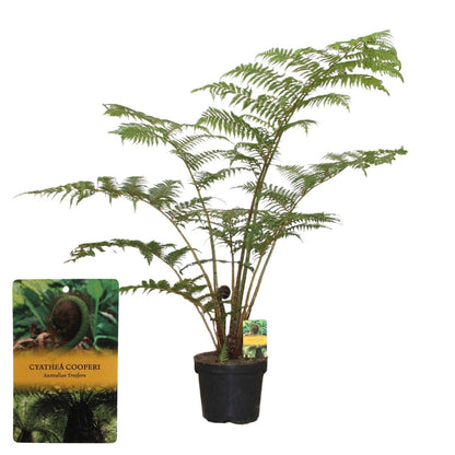 Cyathea cooperii**
