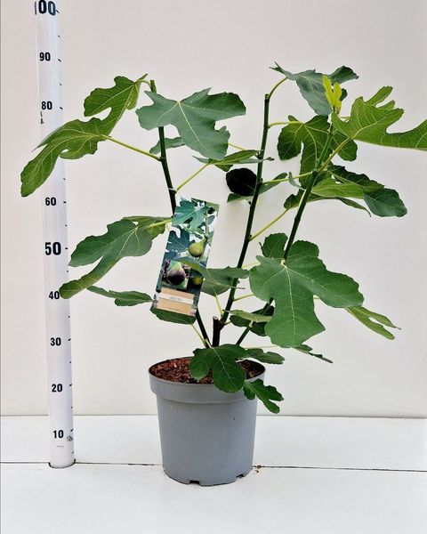 ficus carica  شجرة التين