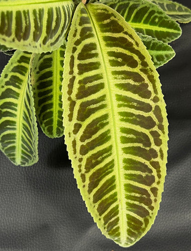 Labisia japonica