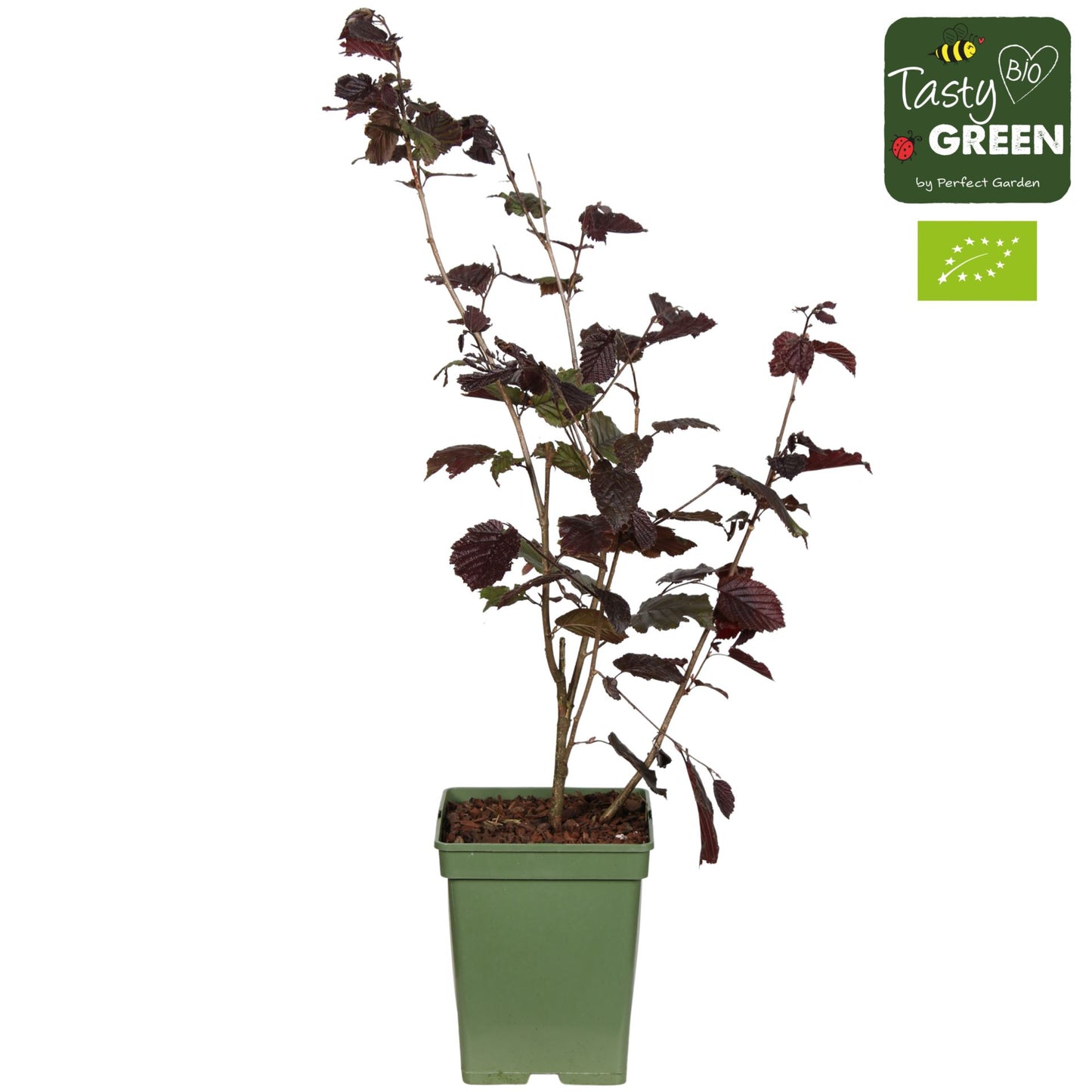 Corylus red zellernoot بندق