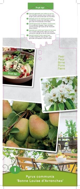 عرموط عادي bonne louise