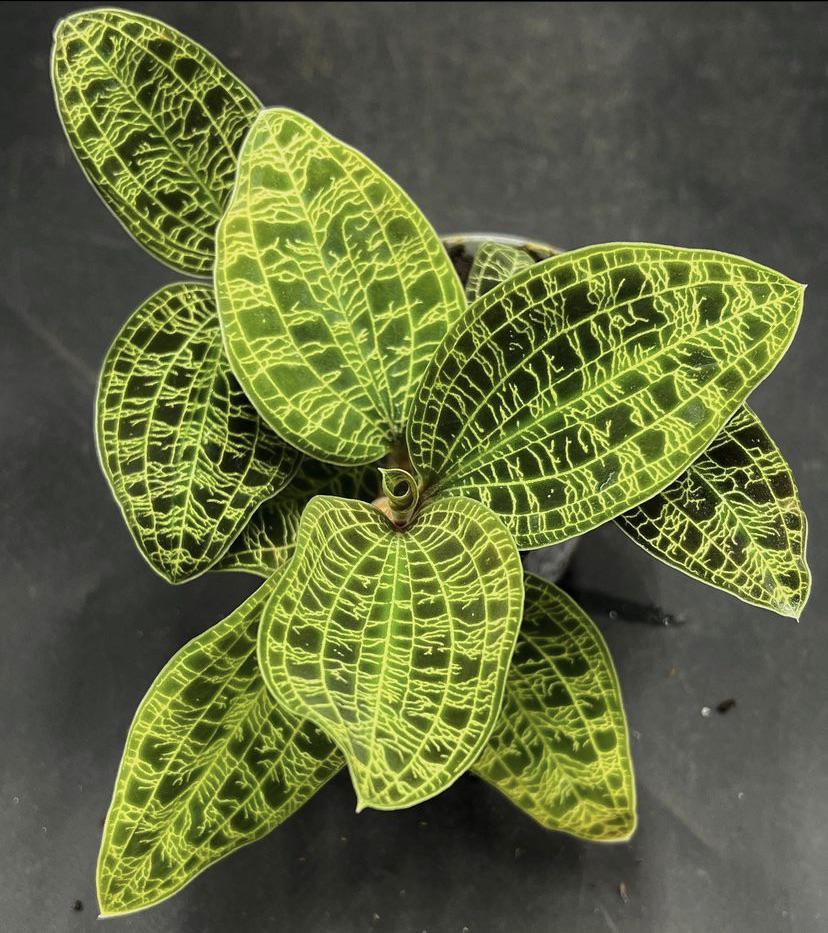 Macodes petola حبة وحدة